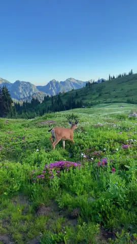 Beauty of nature  #mountains #deer #pretty #nature #fyp #mtrainier 