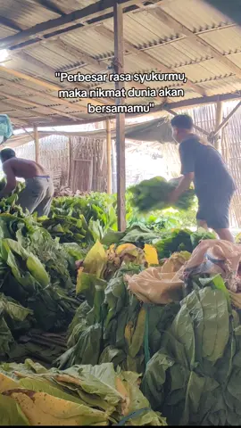 Alhamdulillah pekerjaan yang tidak saya cita citakan ternyata membawa saya sejauh ini🫶🤲 #fyp #pageforyou #petani #petanimuda #tembakau #madura #tembakaumadura 