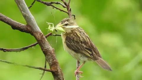 Gorrión cazando su comida #gorrion  #birds  #aves #sonidodeaves🥰  #avecomiendo  #naturaleza  #cantodeaves🦜🦜🦜🦜 
