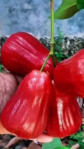 Bibit jambu citra / bibit jambu citra cangkokan / bibit jambu citra cepat berbuah / bibit jambu citra merah / bibit jambu citra madu / bibit jambu citra cangkok / bibit jambu citra siap berbuah / bibit jambu cair citra merah #bibit #benih #bibitjambuair #bibitjambuaircitra #bibitjambucitra #bibitjambucitramerah #bibitjambu #bibitjambuair #jambu #jambuair #jambucitra #jambucitrajumbo #buah #buahbuahan #tanaman #tabulampot #berkebun 