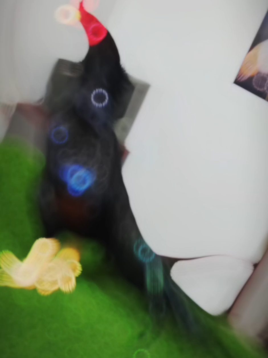 #foryou #foryoupage #aseellover #viralvideo 