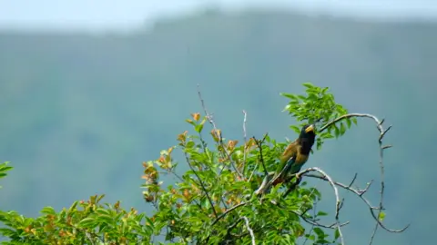 Takur Besar ( Great Barbet ) #burung #bird #kicaumania #foryou #fyp 