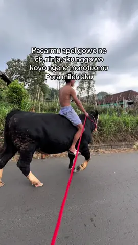 #sapijumbo #lembusora #peternaksapiindonesia #peternakmuda #sobatngari 