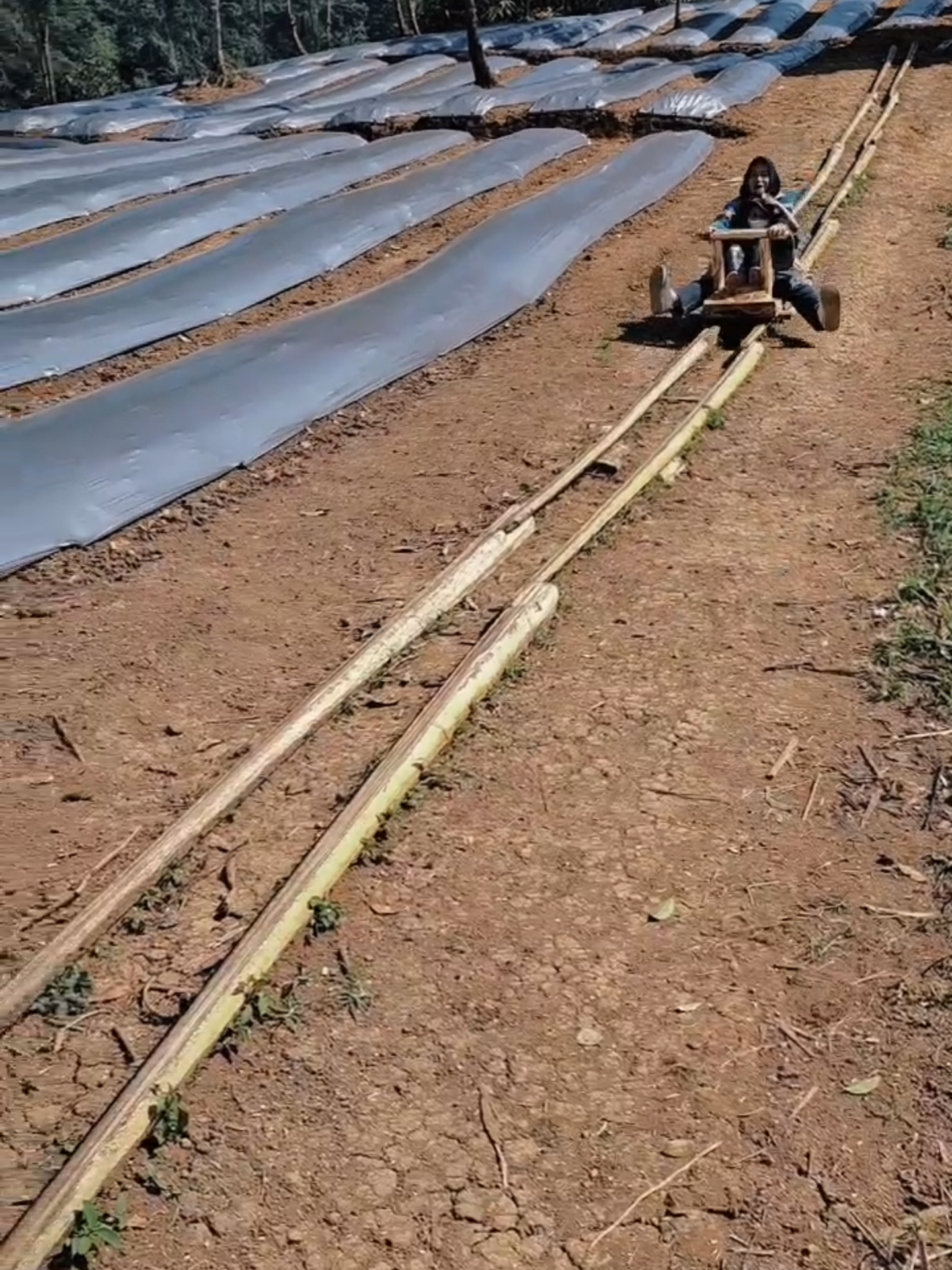 🌶️ “ketahanan pangan dengan tema Cabe-Cabean” di Tunggilis Pojok 🌶️ Bukan Sekadar Kebun, Tapi Juga Tempat Seru-seruan! 🎉🌿 Bumdes Ciputri, bersama Pemerintah Desa, menghadirkan lebih dari sekadar kebun cabai. Di Tunggilis Pojok, kini tumbuh semangat baru melalui program Ketahanan Pangan berbasis desa. Cabai rawit, cabai merah, hingga cabai keriting ditanam langsung oleh tim Bumdes di Kebun Bumdes. Tapi bukan cuma untuk panen — kebun ini juga bisa jadi tempat hiburan warga! 🎶🌻 ✅ Tempat santai bareng keluarga ✅ Edukasi pertanian untuk anak-anak ✅ Spot foto natural ✅ Kegiatan warga seperti ngopi bareng, belajar tanam, sampai gotong royong seru! 💡 Dari lahan kosong menjadi ruang hijau produktif yang membawa manfaat ekonomi, edukasi, dan hiburan. 📍Lokasi: Kebun Bumdes, Tunggilis Pojok – Desa Ciputri #ciputrigemilang #CabeCabean #KebunTunggilisPojok #BumdesCiputri #KetahananPangan #PanganLokal #TempatHiburanDesa #WisataHijau #NgopiDiKebun #BanggaDariDesa