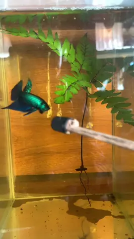 ทับทิมแบบนี้ได้มั้ย #ปลากัดมหาชัย #สัตว์น้ําประจําชาติไทย #ปลากัดสวยงาม #ปลากัด 