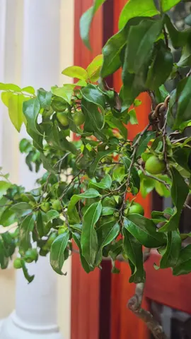 Quả muội hồng đây ae nhé