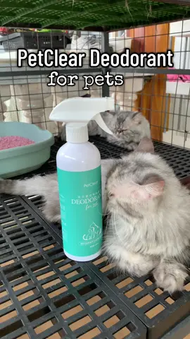 Pangtanggal amoy at panghi @PetclearPH #petclear #petcleardeodorantforpets #deodorant #petlover #catlover #cats #catsupplies #fyp#foryou