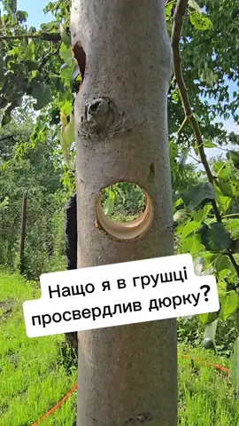 Нащо я в грушці просвердлив дюрку? #садогород #дерево #екологія #природа #садовод  Шуруповерт можна купити тут  @Dnipro M 