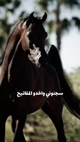 #CapCut #الهواري_حفيد_من_صنعو_التاريخ #محمد_الهواري #الهواري 