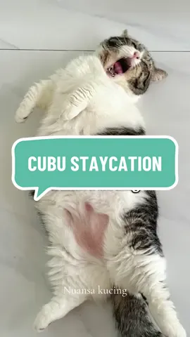 Masuk penitipan stress ❌ Masuk penitipan menikmati ✅ #nuansakucing #fyp #penitipankucing #penitipankucingjakarta #nuansakucingcathotel #nuansakucingpenitipan 