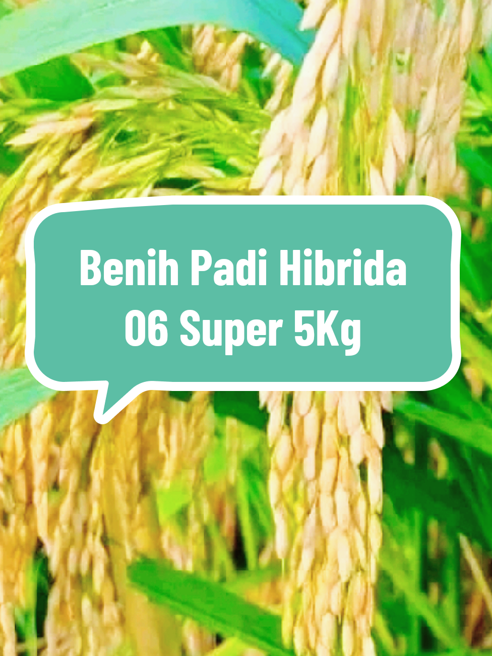 benih padi hibrida 06 super 