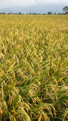 siap di panen #petanimilenial #petaniindonesia🇮🇩🇮🇩🇮🇩🌿🌿 #petanimuda #fypdongggggggg #viral #benihpadi #petanipadiviral 