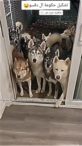 حكومة ال دقسو🤣🤣🤣🤣 #قوات_الشعب_المسلحة_السودانية🇸🇩🔥🔥🔥 #القوات_المسلحة_السودانية🦅🇸🇩🦅 #مكاشفي💚🇸🇩💚 #القوات #سودانيز_تيك_توك_مشاهير_السودان🇸🇩 @الغزال الأسمر @جله بضم الجيم(🇸🇩وبل بث✌️) 