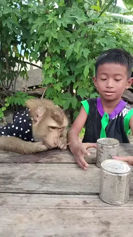 Baby Hides Object in Two Boxes & Asks Mr. Monkey to Guess 🎁🐒👶 | Funny Game Time! #MrMonkey #BabyChallenge #GuessTheBox #MonkeyGame #AnimalFun   