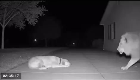Dog vs Lion? #ai #veo3 #dog #animals #lion