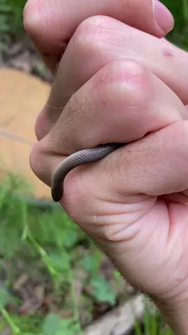 They don’t get big anyway, but baby earth snakes are so very small. The only thing that should fear them is earthworms (which they find delicious). #snake #reptile #animals #educational #wildlife #nature #biology 