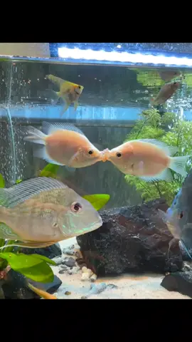 Động vật đáng yêu | Phần 68 #xuhuong #dongvat #animals #fish #foryou #fyp #viral #fpyシ #dongvathaihuoc #petlover #cute 