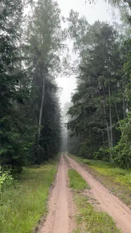 #forest #nature #belarus #rek 