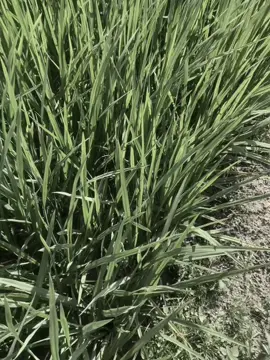 em di ve noi khuya phonggg..#chiyeuminhanh #fypシ 