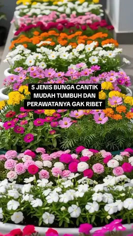 BUNGA YANG MUDAH TUMBUH DAN MUDAH DIRAWAT #bunga #flowers #mossrose #MarigoldIndonesia #pecintabunga #menanambunga #tamanbunga 