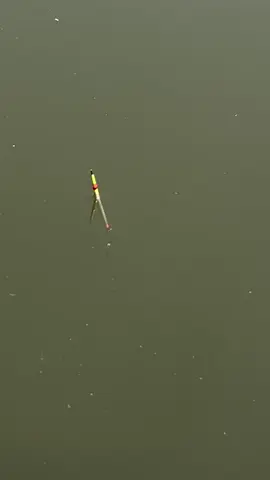 Ketrikan nya bikin pengen balik lagi 😭 #mancingmania #mancing #mancingikanmas #galatamaikanmas #plampungjarum 