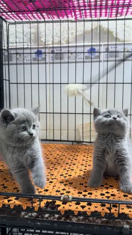 Iu chưa bame ơi❤️#fyp ###cat #catlover #mèoanhlôngngắn #meow #xuhuong #viral #catsoftiktok2022 #pet #cats #mèodễthương #catsoftiktok #viral_video #mèo 