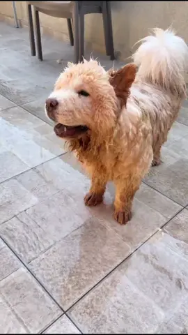 סורי טומי #האחהגדול🧿 #צאוצאו #האחהגדול #דרורה #chowchow #כלבים #fyp #foryou 