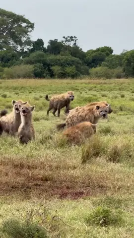 Outnumbered but Polite — Hyenas Wait Their Turn #hyenalion #wildrespect #animalbehavior #naturebalance #untamedlife 