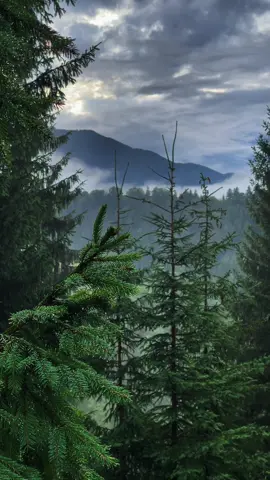 Карпати після дощу🌲⛰️ #nature #mountains #карпати #relaxing #carpathians #rainydays #таман #атмосфера #гори 