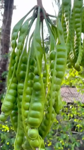 Pokok petai dari x berbuah terus lebat berbuah .. dgn penggunaan baja sebatian siam #bajasebatiansiam #petani #garden #pokoksihat #baja #buahlebat 