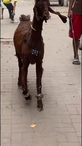 NACHI BAKRI ✨
