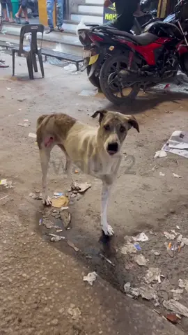 always healthy poor dog🥹 #dog #doggielife #sad #sadvibes #sadstory #animal #animallife #fyp #viral 