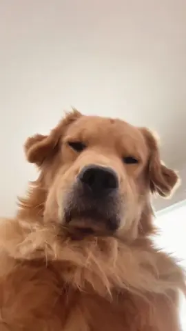 Funny golden retriever #dog #funny #lol #funnyvideos #fyp 