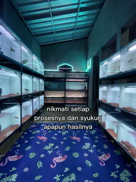 🥰😇🤲🏻🤲🏻🤲🏻 #fyp #auranti #aurantimaculata #channaauranti #aurantihighfin #aurantisuperhighfin #mmggabus 