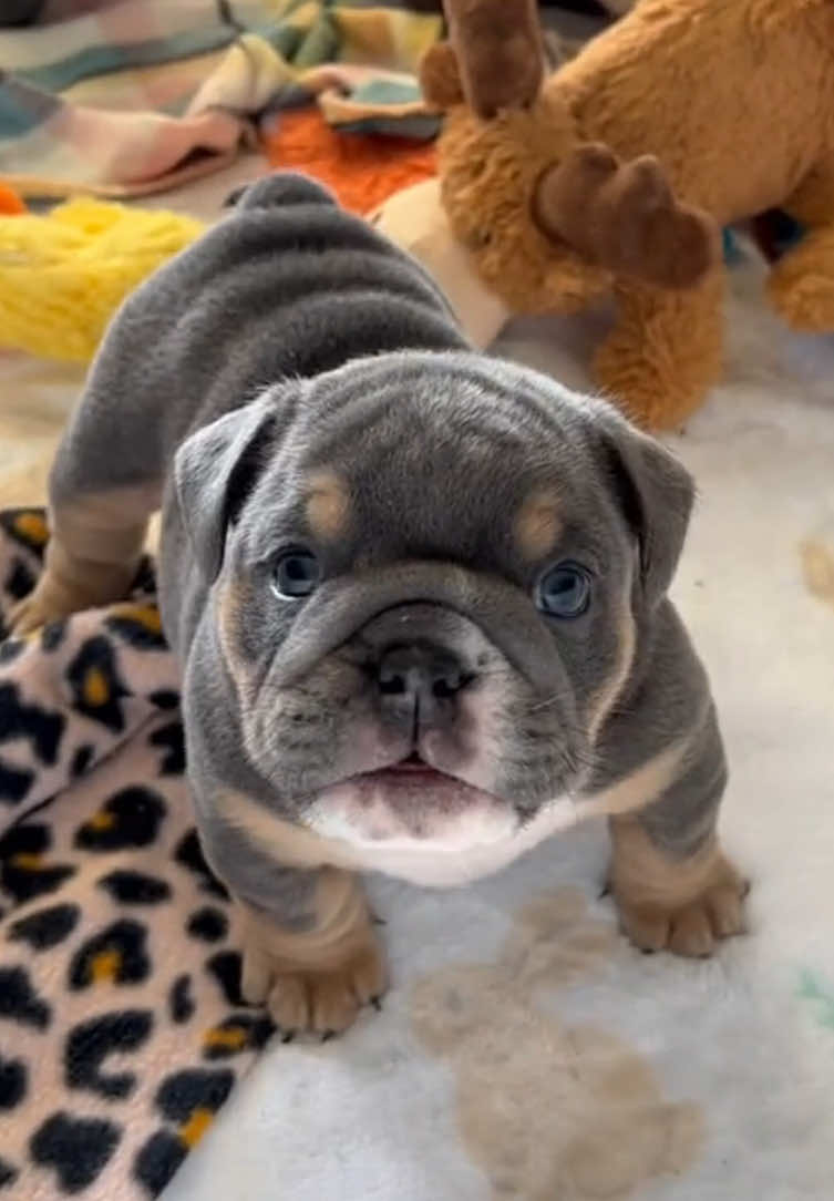 Angry puppy 🐶 #foryou #doglover #dogsoftiktok #funnyvideos #fyp #puppy #cutedog 
