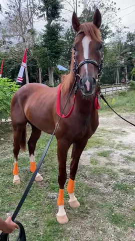 Opaaaaaa🥶🙌🏻 #makmurgroup #makmurstable 