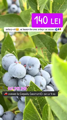 Grăbiți-vă să faceți comenzi🤗 Ne îndreptăm spre sfârșit de sezon🫐🇲🇩.  1 kg-140 lei 📞069813810 🚗livrare gratuita-de la 4 kg (în Chișinău) Vă mulțumim!🫶🏻