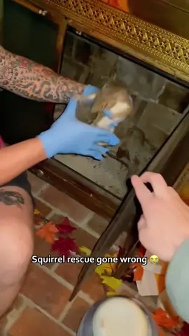 The squirrel chose violence🐿️#squirrels #squirrel #funnysquirrels #fyp #foryou #pet #pets #PetsOfTikTok #squirrelsoftiktok #squirrelslover #usa 