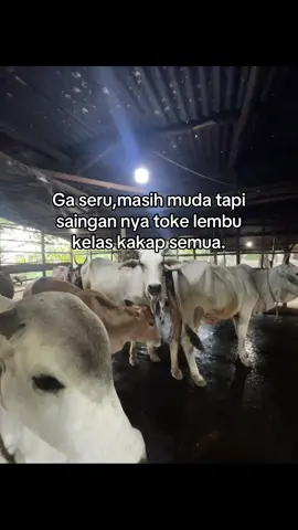 🤣#kuli #sapi #peternakmuda #peternaksapiindonesia 