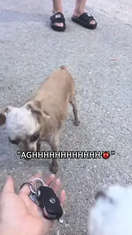 Chihuahua energy: 1000%, size: tiny but mighty 💥🐾 #dogs #dog #funnydogs #fyp #foryou #pet #pets #PetsOfTikTok #dogsoftiktok #dogslover #us