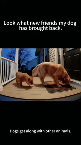 Dogs get along with other animals #Love #foryou #fyp #funny #funnyvideos #funnyvideo #pet #PetsOfTikTok #cute #animalsoftiktok #animalworld #dog #funnydog #dogsoftiktok 