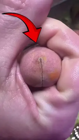 Fakta Makanan Ekstrem: Bintang Laut Bisa Dimakan?!🤯 #fyp #fakta #makanan #food #seafood #starfish #mukbang