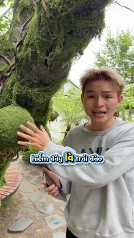 Trái đào tiên thiệt mà #xuhuong #xuhuongtiktok #trending 