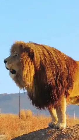 biggest lion in the world🦁#lion #king 
