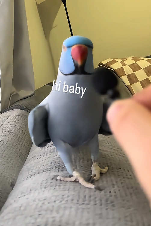 When you have a parrot 🦜🤣#parrot #parrotlove #TalkingParrots #parrotlife #funnyvideos #cuteanimals #fyp #foryou #funny 