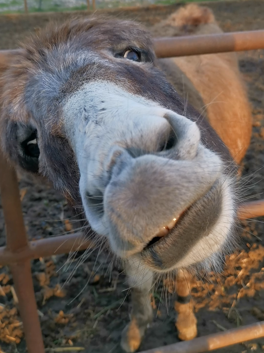 Buongiorno, buongiorno essere speciale dal sorriso meraviglioso è da gli occhi sssss #asino #risate #divertimento #bova 