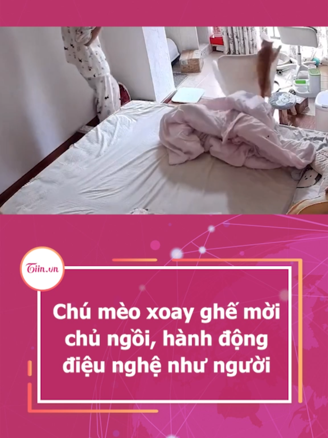 Chú mèo xoay ghế mời chủ ngồi, hành động điệu nghệ như người #tiinnews