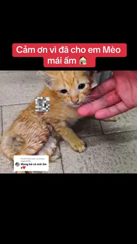 Trả lời @Kamin kamin9395  mái ấm này đã đủ hạnh phúc chưa ? #dongvat #mèo #fyp #flypシ #foryou #xuhướng #xuhuongtiktokk 
