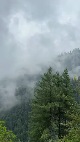 🌴☁️