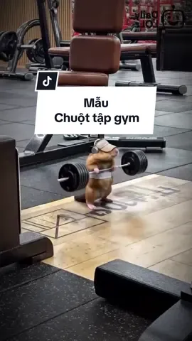 Mẫu Chuột tập gym 🗿🤣 #xuhuong #capcutcuanam  